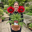 1 Oriental Papaver Red Rumble, Hardy Perennial Red Poppy Plant, Summer Flowering, 3L Root Ball