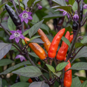 Grow Your Own Chilli Pepper Atomic Plants (Set of 3 or 6)