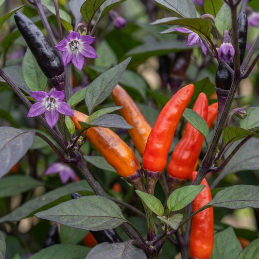 Chilli plant with slim fruits in black, orange and scarlet, purple star flowers and dark leaves