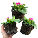 Primrose Appleblossom Plant