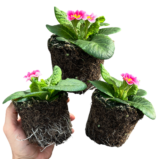 Primrose Appleblossom – Hardy Winter and Spring Bedding (Set of 3 or 6)