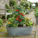 Tomato Totem Variety Plants (Set of 3 or 6)