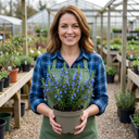 Rosemary ‘Blue Winter’ Herb Plants (Set of 3 or 6)