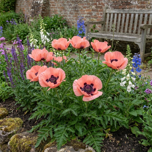 Papaver orientale 'Victoria Louise' – Oriental Poppy (Set of 3 or 6)