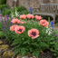 Set of 3 or 6 Papaver Orientale Victoria Louise Hardy Perennial Poppy Plants, Outdoor Garden Ready, 1 Litre Root-Ball