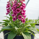 Digitalis Hanabee Deep Rose Foxglove Plants