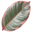 Photinia Louise Plants