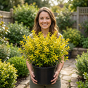 Ligustrum Aureum Golden Privet Hedge Plants