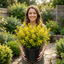 1 Ligustrum Aureum Golden Privet Hedge Plant, Evergreen Garden Ready, 7.5 Litre Root Ball