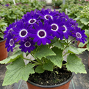 Senetti Violet Pericallis Plants