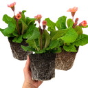Polyanthus Stella Champagne Plants (Set of 3 or 6)