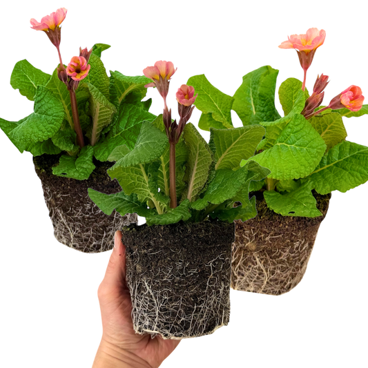 Polyanthus 'Stella Champagne' – Hardy Winter and Spring Bedding (Set of 3 or 6)
