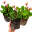 Set of 3 or 6 Large Plants - Polyanthus Stella Champagne, Ready to Plant in Your Garden, 1L
