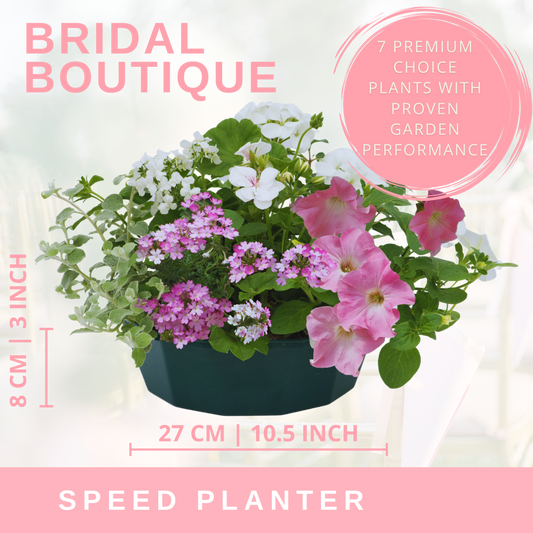Planted bowl of pink petunias, lilac verbena and white trailing flowers