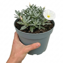Convolvulus Cneorum Silver Bush Plants