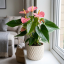 Anthurium Pink Flamingo Lily Plant