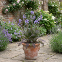 Polemonium Heaven Scent Plants