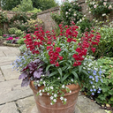 Penstemon Red Plants (Set of 3 or 6)