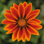 Set of 3 or 6 Large Plants - Gazania Kiss Orange Flame, Ready to Plant in Your Garden