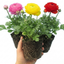 Set of 3 or 6 Ranunculus Growers Colour Mix Plants, Persian Buttercup, Spring Flowering, Outdoor Garden Ready, 1 Litre Root-Ball