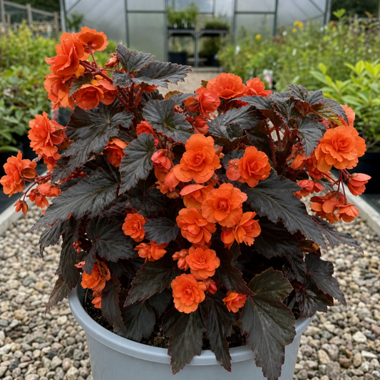 Begonia in a grey pot with double orange blooms above bronze-black lobed leaves on gravel