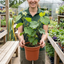 1 Grape Vine Plant Vitis Black Hambourg, Hardy Outdoor Garden Ready, 3 Litre Root Ball