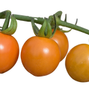 Tomato Honeycomb Variety Plants (Set of 3 or 6)