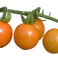 Set of 3 or 6 Large Plants - Tomato Honeycomb Variety, Outdoor Garden Ready, 10.5 cm