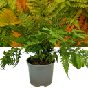 Copper Shield Fern Dryopteris Erythrosora Plant