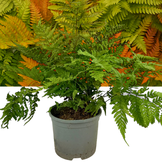 Dryopteris erythrosora (Copper Shield Fern) – Hardy Fern (2L Pot)