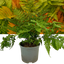 Copper Shield Fern Dryopteris Erythrosora