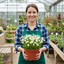 Set of 3 or 6 Saxifrage Marto White Mossy Alpine Plants, Hardy Evergreen Perennial Rockery Ground Cover, Outdoor Garden Ready, 1 Litre Root-Ball