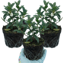 Osmanthus Burkwoodii Plants (Set of 3 or 6)