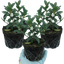 Set of 3 or 6 Osmanthus Burkwoodii Plants, Fragrant Evergreen Hedging Shrubs, Outdoor Garden Ready, White Flowers, 11cm Root-Ball
