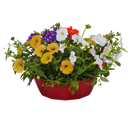 7 Colour Coordinated Plants - Tangerine Twist Theme Speedplanter, Garden Ready