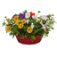 7 Colour Coordinated Plants - Tangerine Twist Theme Speedplanter, Garden Ready