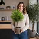 5L Bay Tree Standard, Laurus Nobilis, Nursery Pots