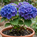 Hydrangea Blue Plant (2L Pot)