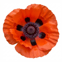 Papaver Orientale Brilliant Red Poppy Plants (Set of 3 or 6)