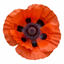 Set of 3 or 6 Papaver Orientale Brilliant Red Poppy Plants, Hardy Perennial, Outdoor Garden Ready, 1 Litre Root-Ball
