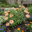 Set of 3 or 6 Verbena Magelana Peach Trailing Plants, Summer Bedding Flowers, Hanging Basket & Garden Ready, 10.5cm Root Ball