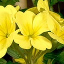 Primrose Cream Plants (Set of 3 or 6)