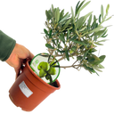Olea europaea Plant