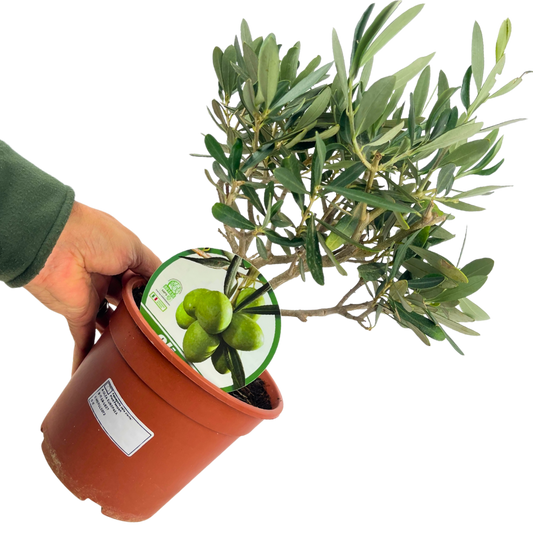 Olive (Olea europaea) – Mini Bush (15cm Pot)