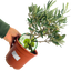 Mini Olive Bush