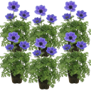 Anemone ‘Harmony Blue’ Plants (Set of 3 or 6)