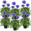 Set of 3 or 6 Garden Ready Plants – Anemone ‘Harmony Blue’, Ready to Plant in Your Garden