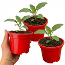 Grow Your Own Aubergine Galine Plants (Set of 3 or 6)