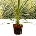 Cordyline Torbay Dazzler Plant