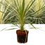 1 Large Plant - Cordyline Torbay Dazzler, Ready to Plant in Your Garden